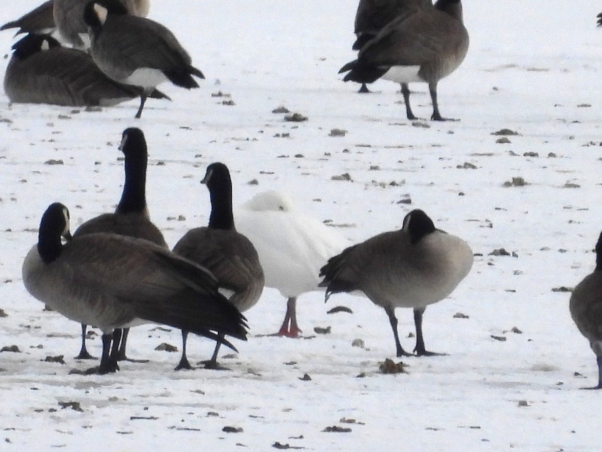 Snow Goose - Nick Komar