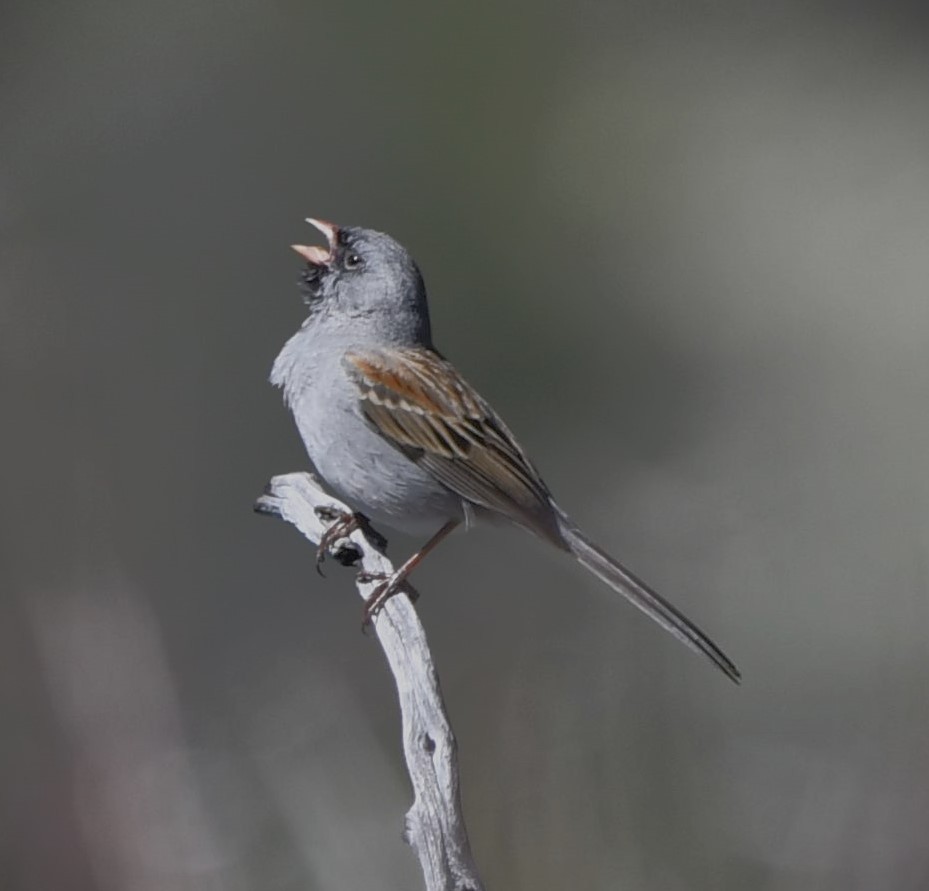 Black-chinned Sparrow - ML615028510