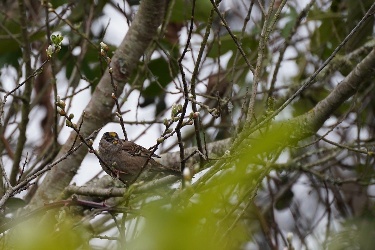 Golden-crowned Sparrow - ML615028631