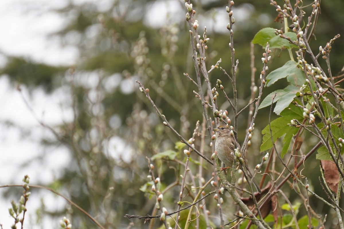 Golden-crowned Sparrow - ML615028633