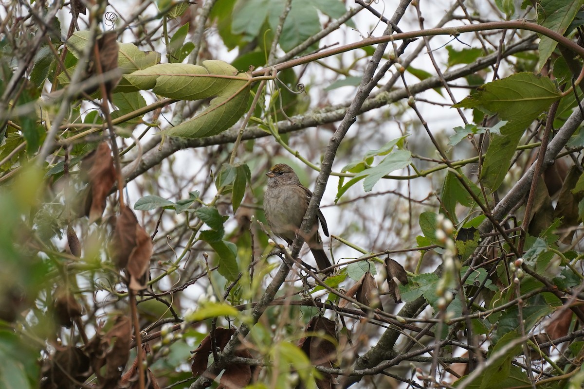 Golden-crowned Sparrow - ML615028634
