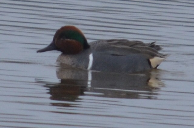 Green-winged Teal - ML615028714