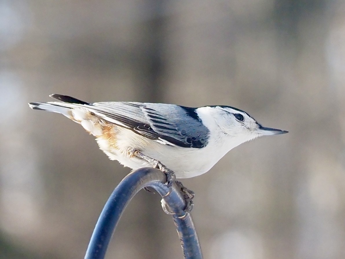 White-breasted Nuthatch - ML615028729