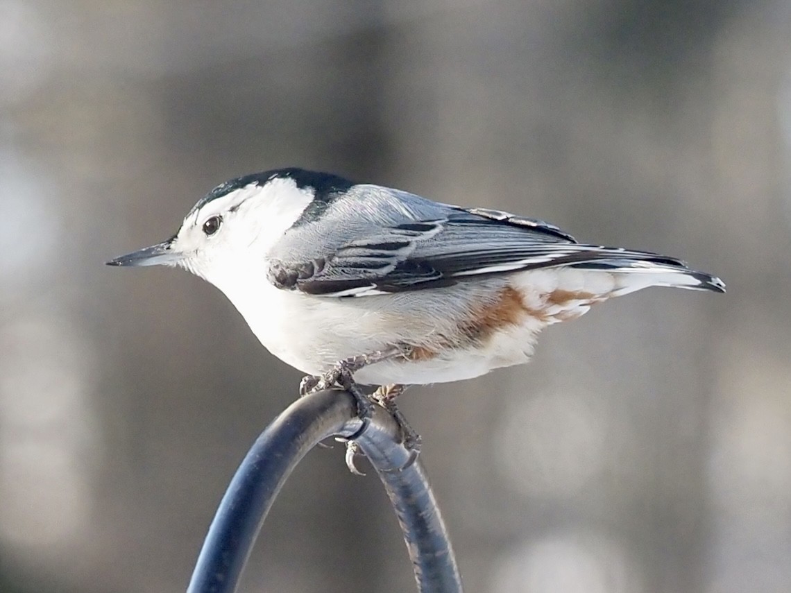 White-breasted Nuthatch - ML615028730