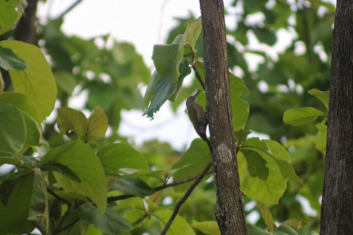 Gray-headed Woodpecker (Black-naped) - Supot Surapaetang