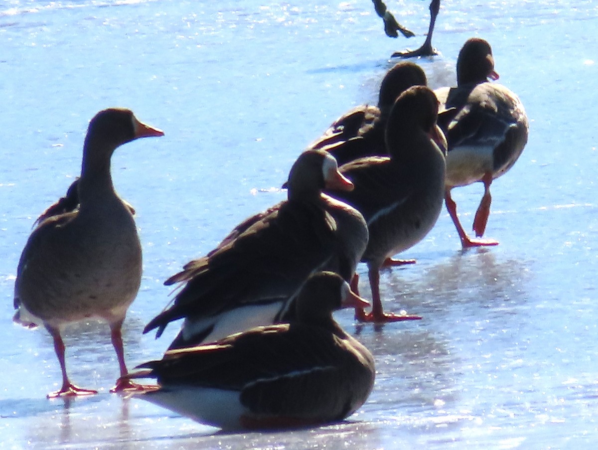 Greater White-fronted Goose - ML615028882