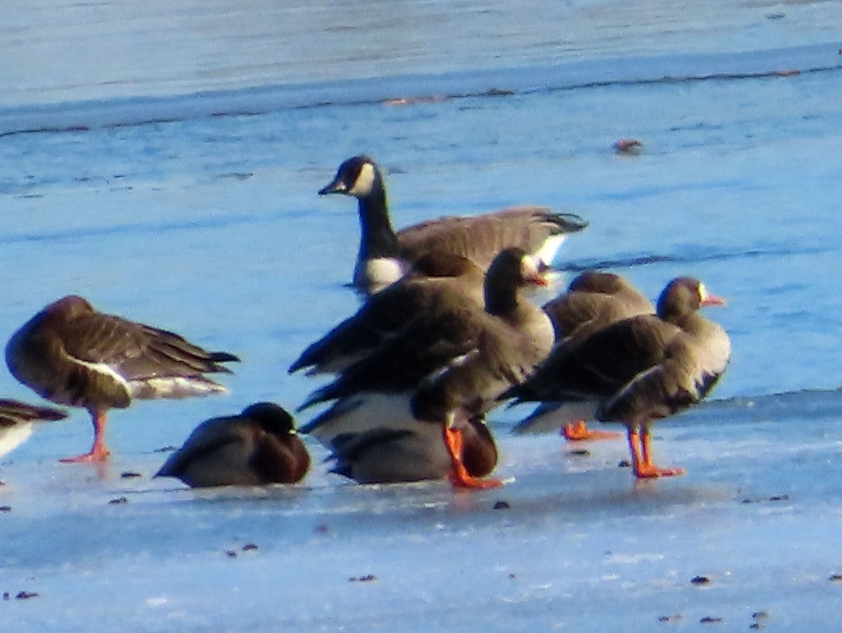 Greater White-fronted Goose - ML615028883