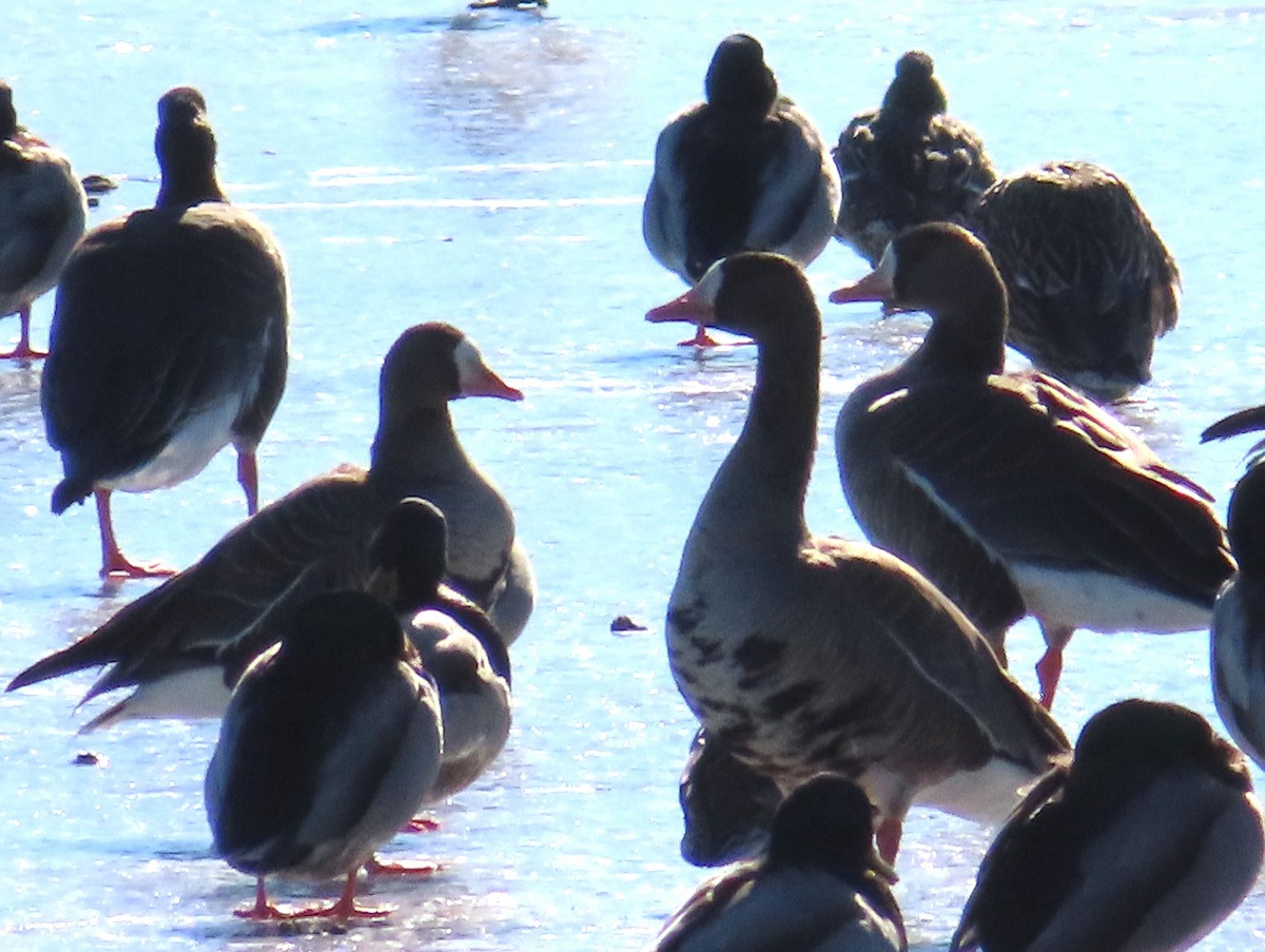 Greater White-fronted Goose - ML615028884