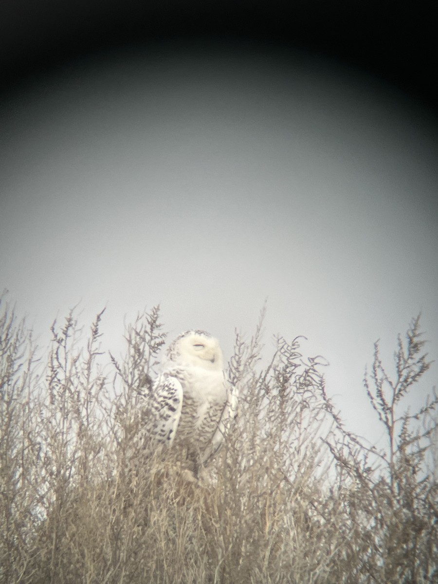 Snowy Owl - ML615028950