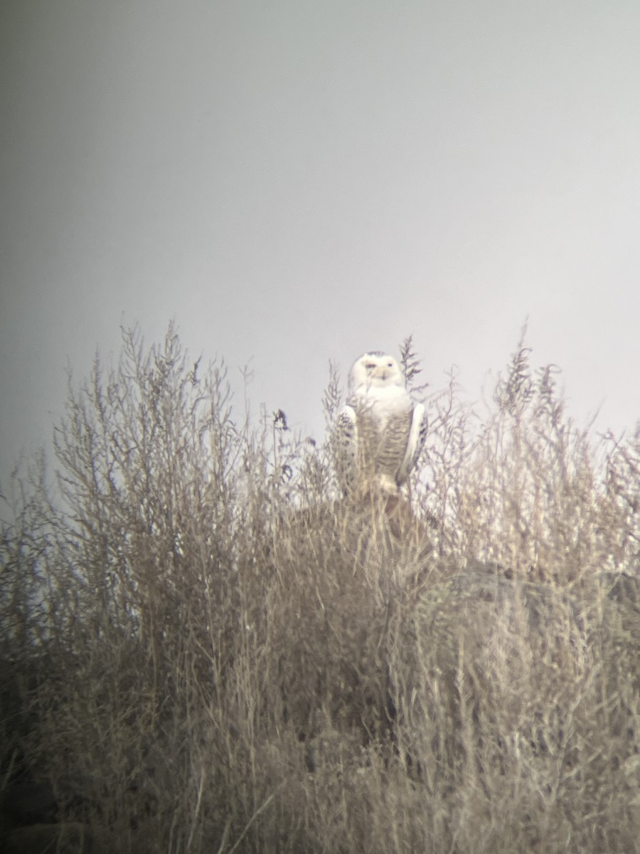Snowy Owl - ML615028951