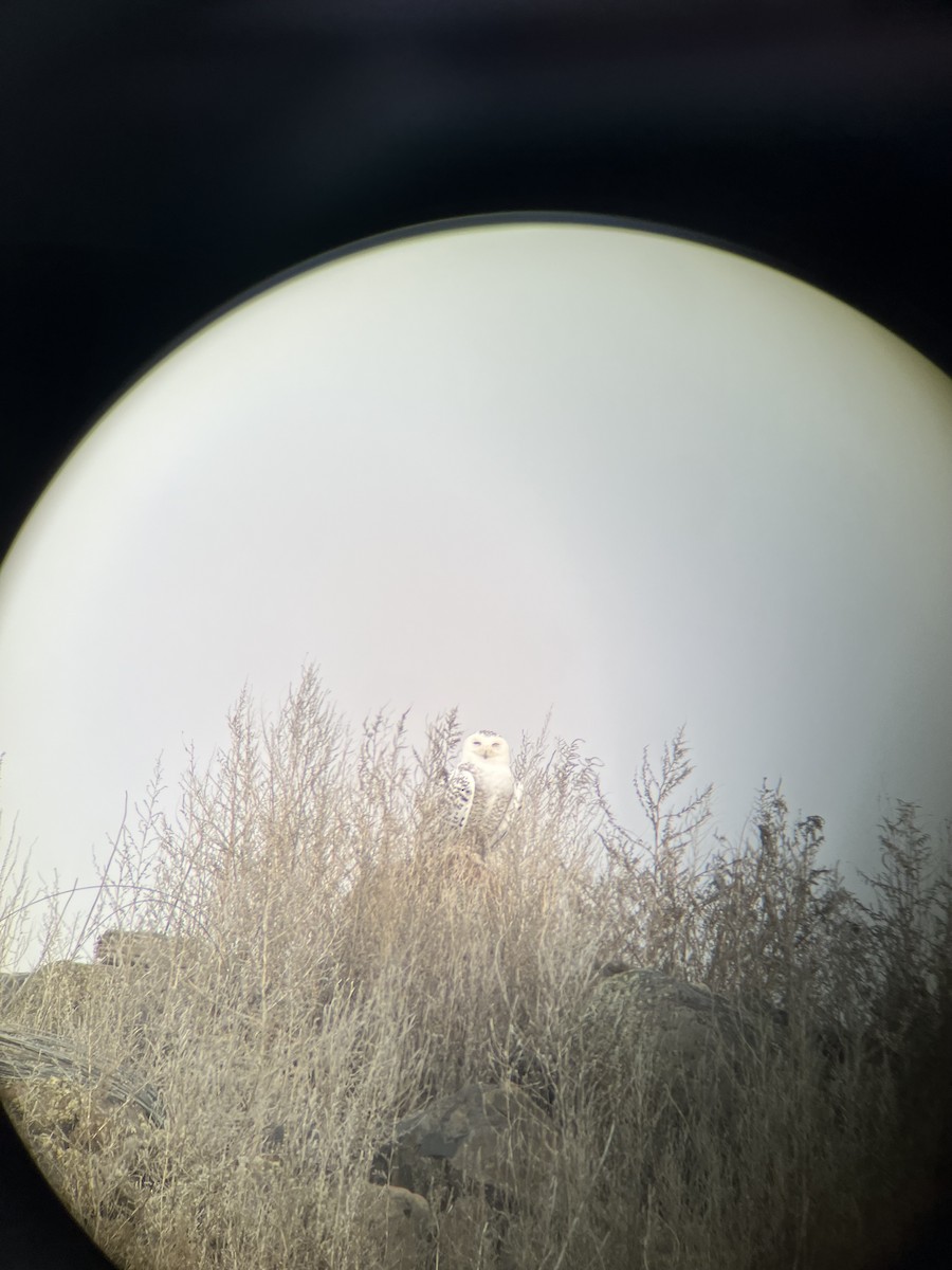 Snowy Owl - ML615028952