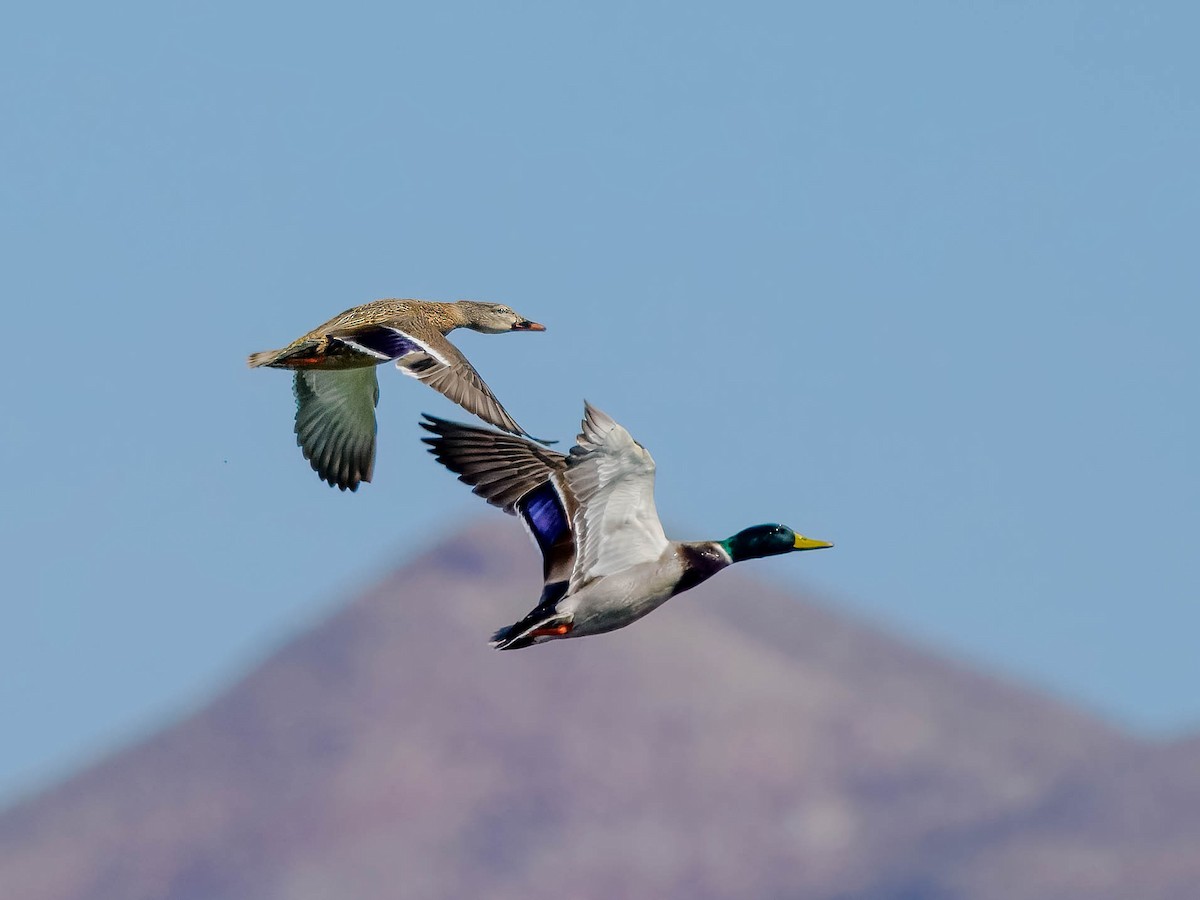 eBird Checklist - 18 Feb 2024 - Elephant Butte Lake SP--N. Highlands ...