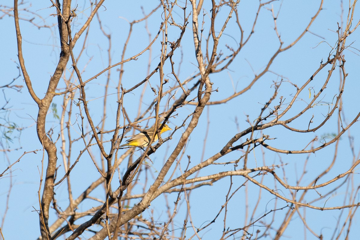 Western Tanager - ML615029986