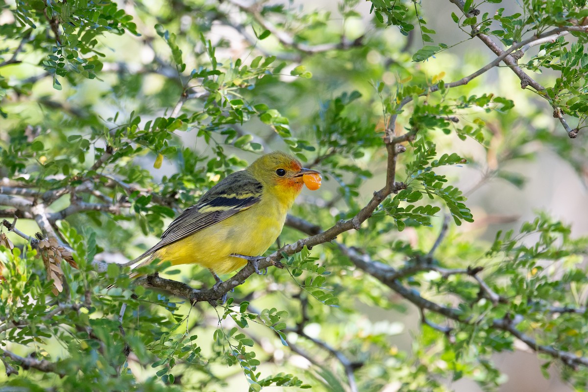 Western Tanager - ML615029987