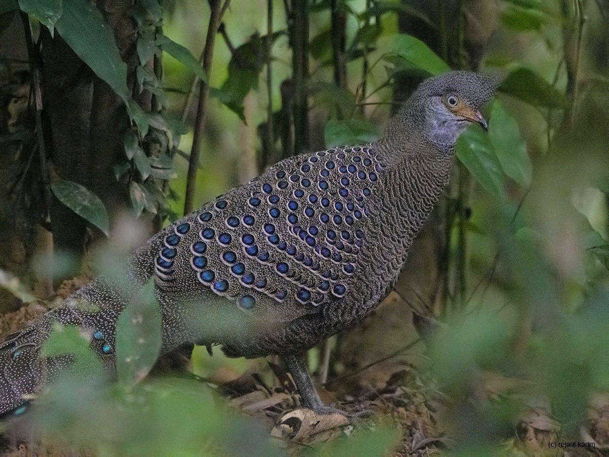 Gray Peacock-Pheasant - Rejaul Karim