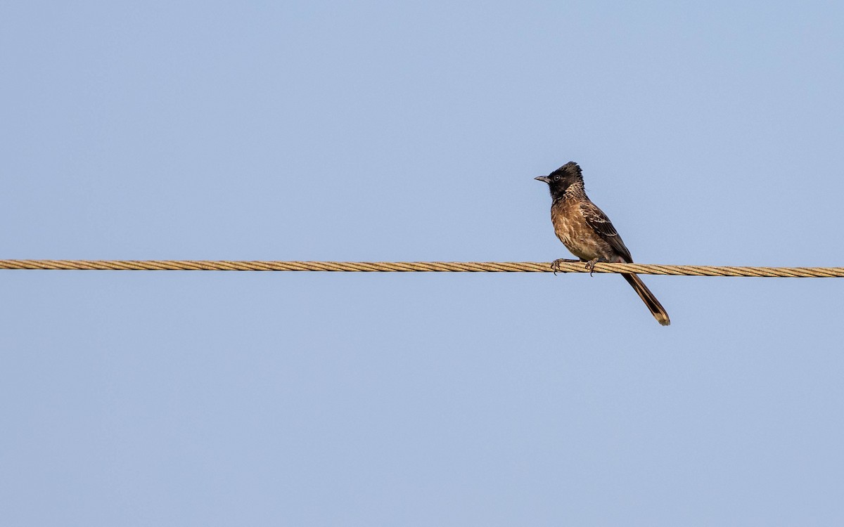 Red-vented Bulbul - ML615030034