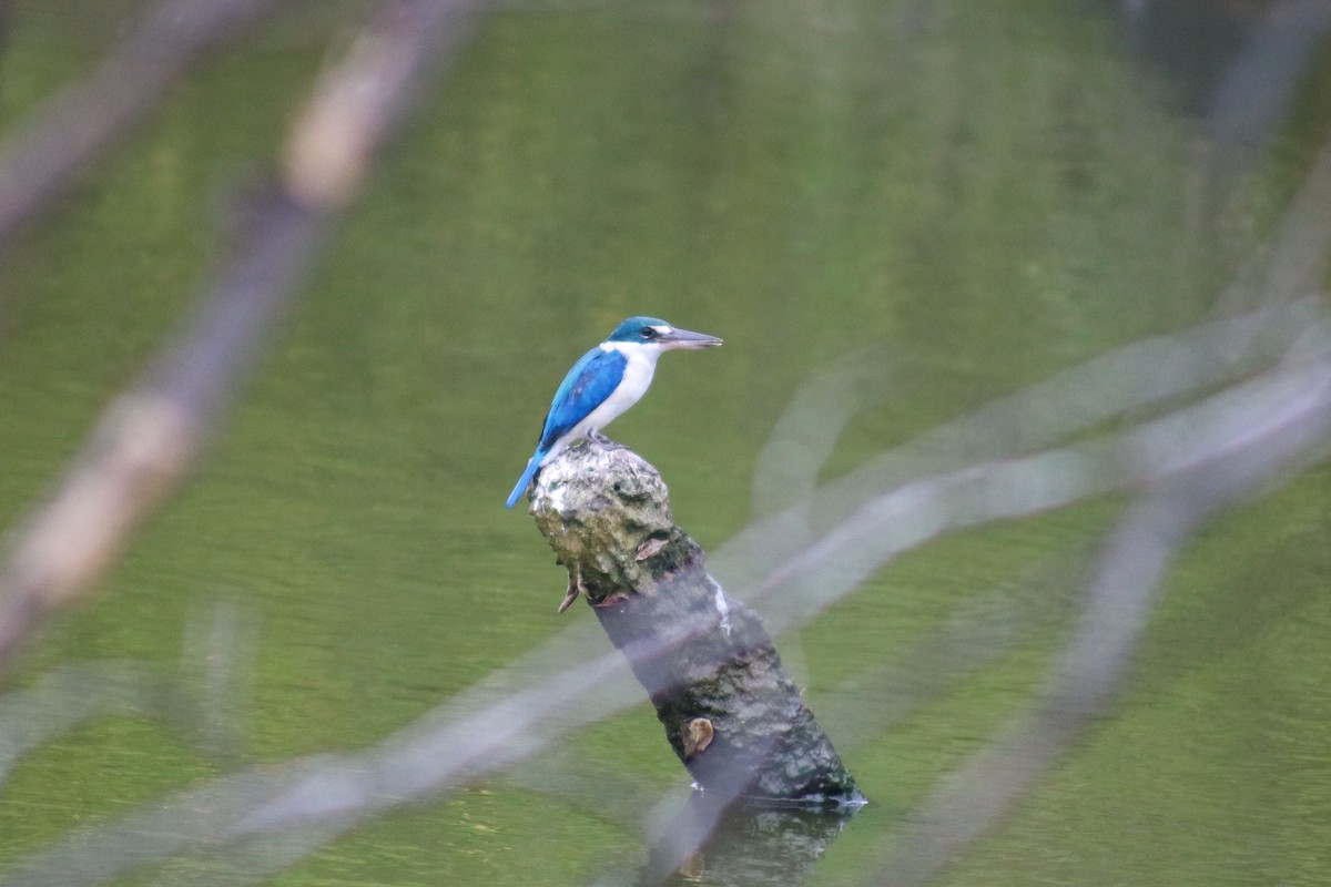 Collared Kingfisher (Oriental) - Supot Surapaetang