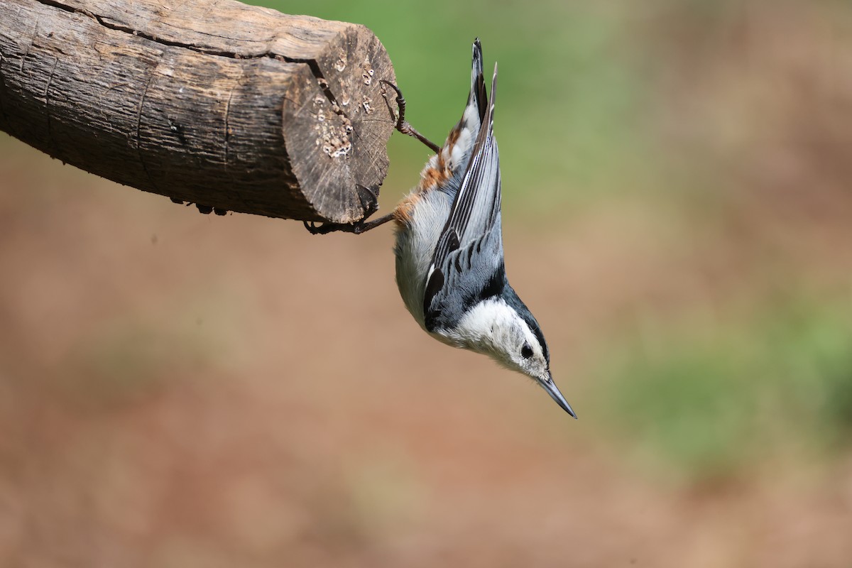 White-breasted Nuthatch - Lindsey Mitchell
