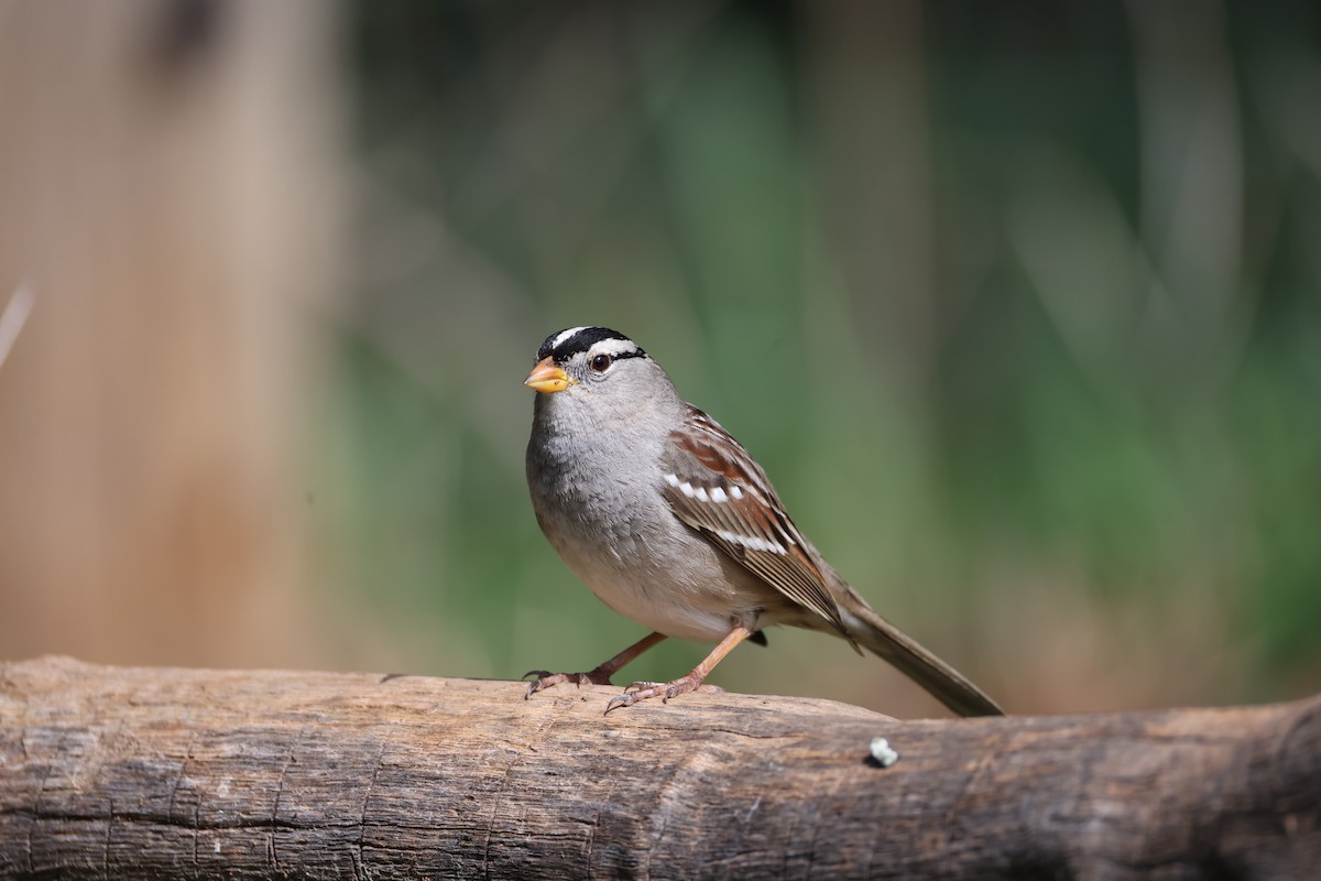 White-crowned Sparrow - Lindsey Mitchell