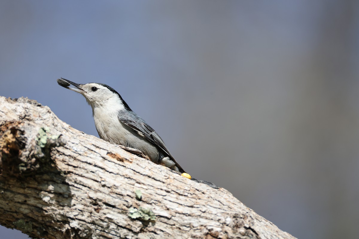 White-breasted Nuthatch - ML615030709