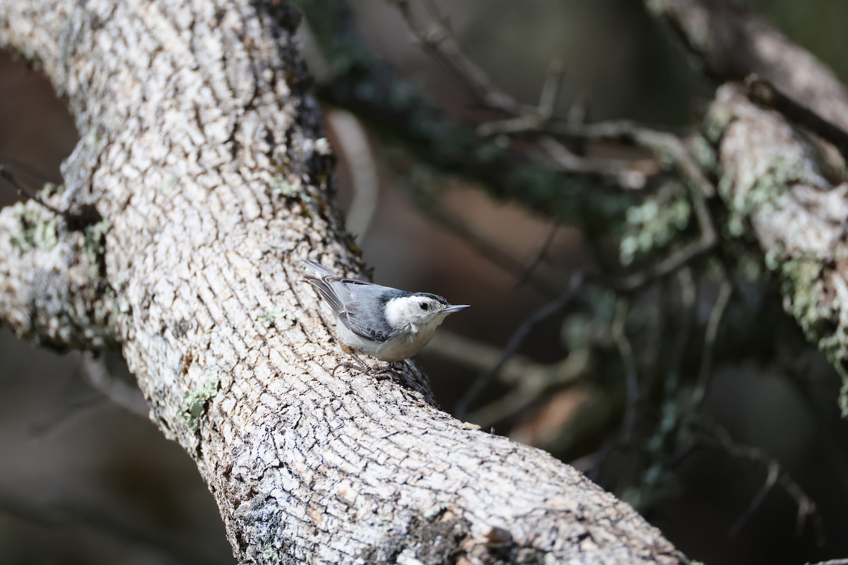 White-breasted Nuthatch - ML615030710