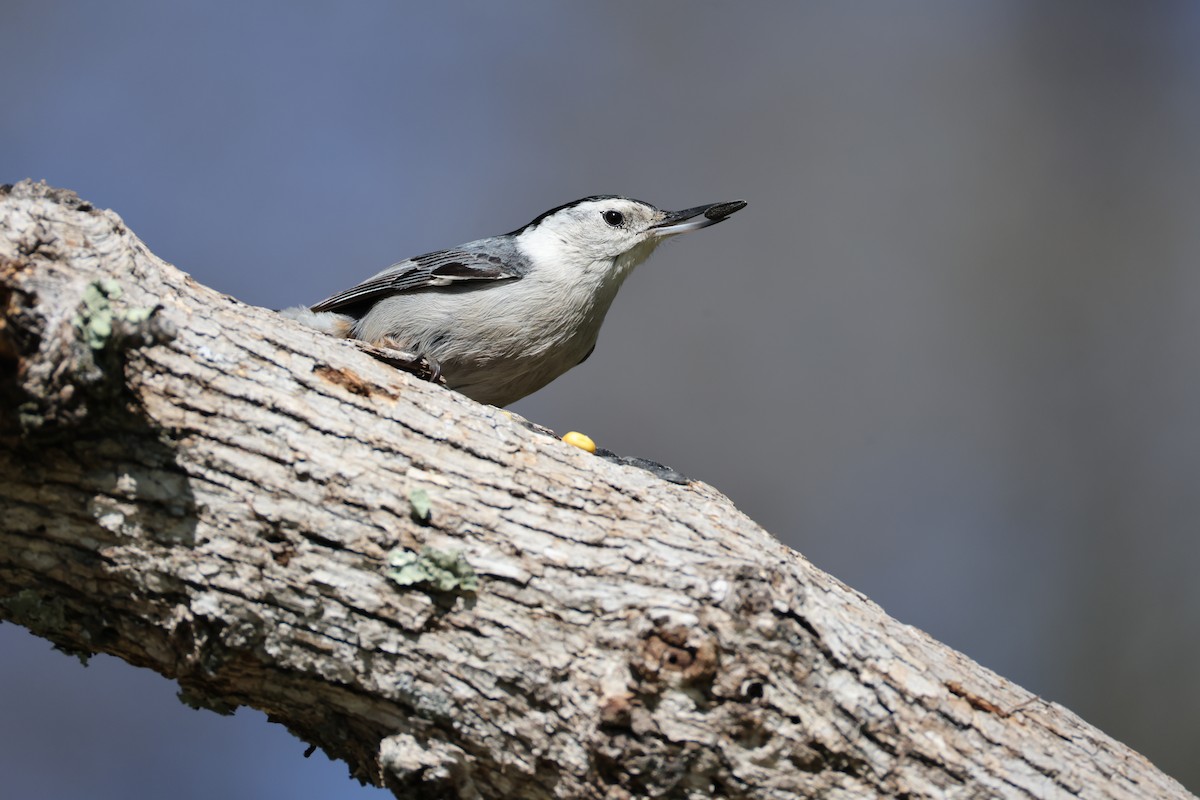 White-breasted Nuthatch - Lindsey Mitchell