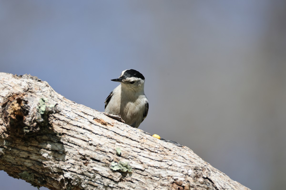White-breasted Nuthatch - ML615030715
