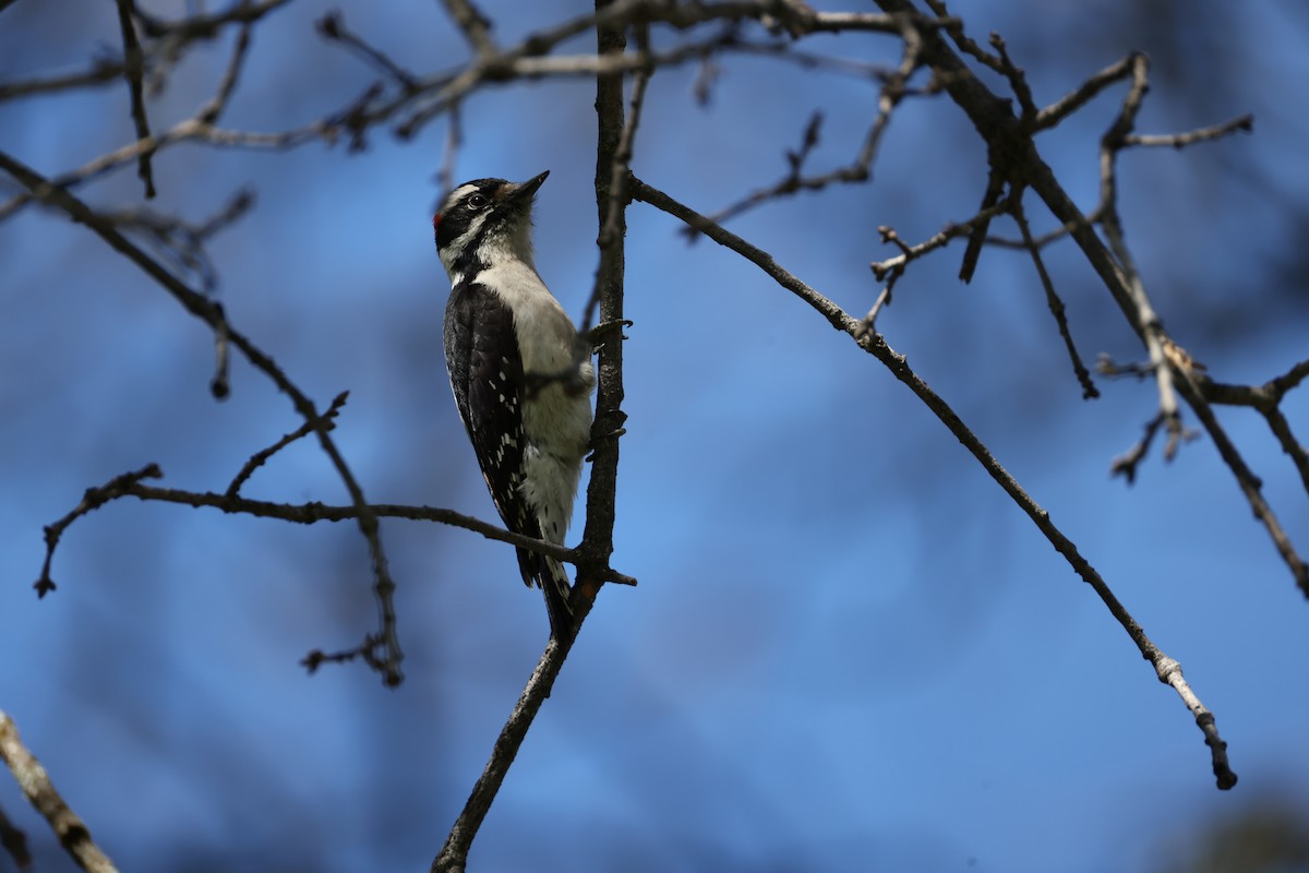 Downy Woodpecker - ML615030732