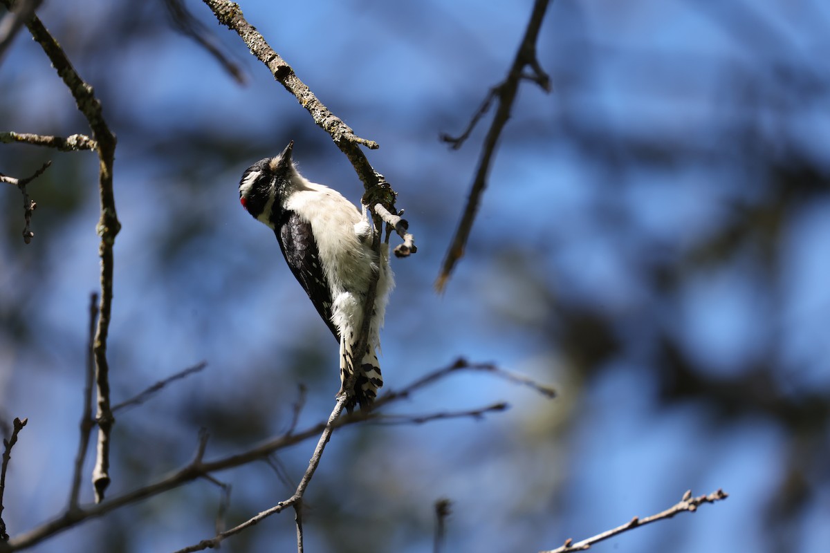 Downy Woodpecker - ML615030733