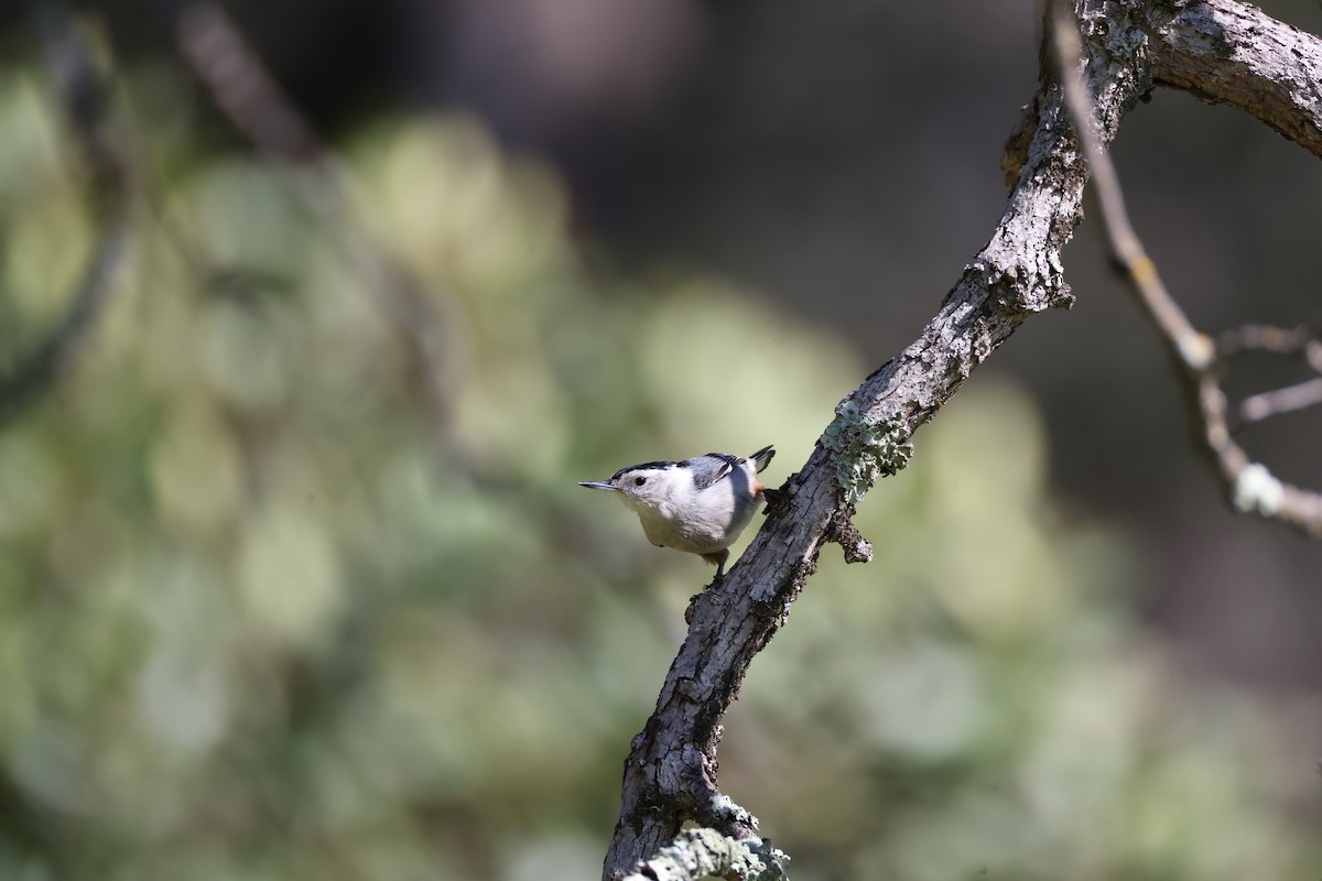 White-breasted Nuthatch - ML615030757