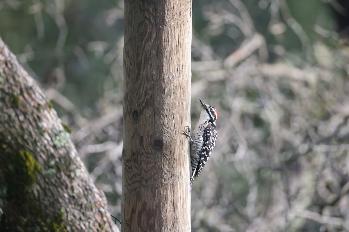 Nuttall's Woodpecker - ML615030973