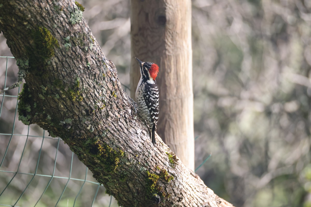 Nuttall's Woodpecker - ML615030974