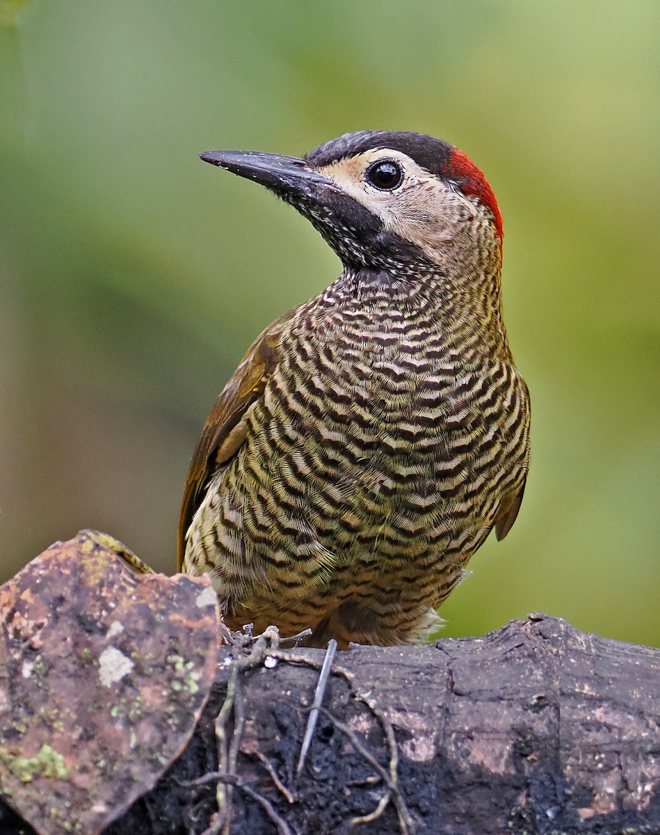 Golden-olive Woodpecker (rubripileus) - ML615031021