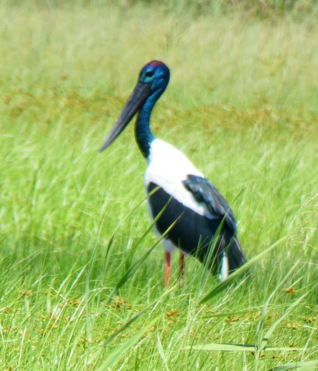 Black-necked Stork - ML615031112