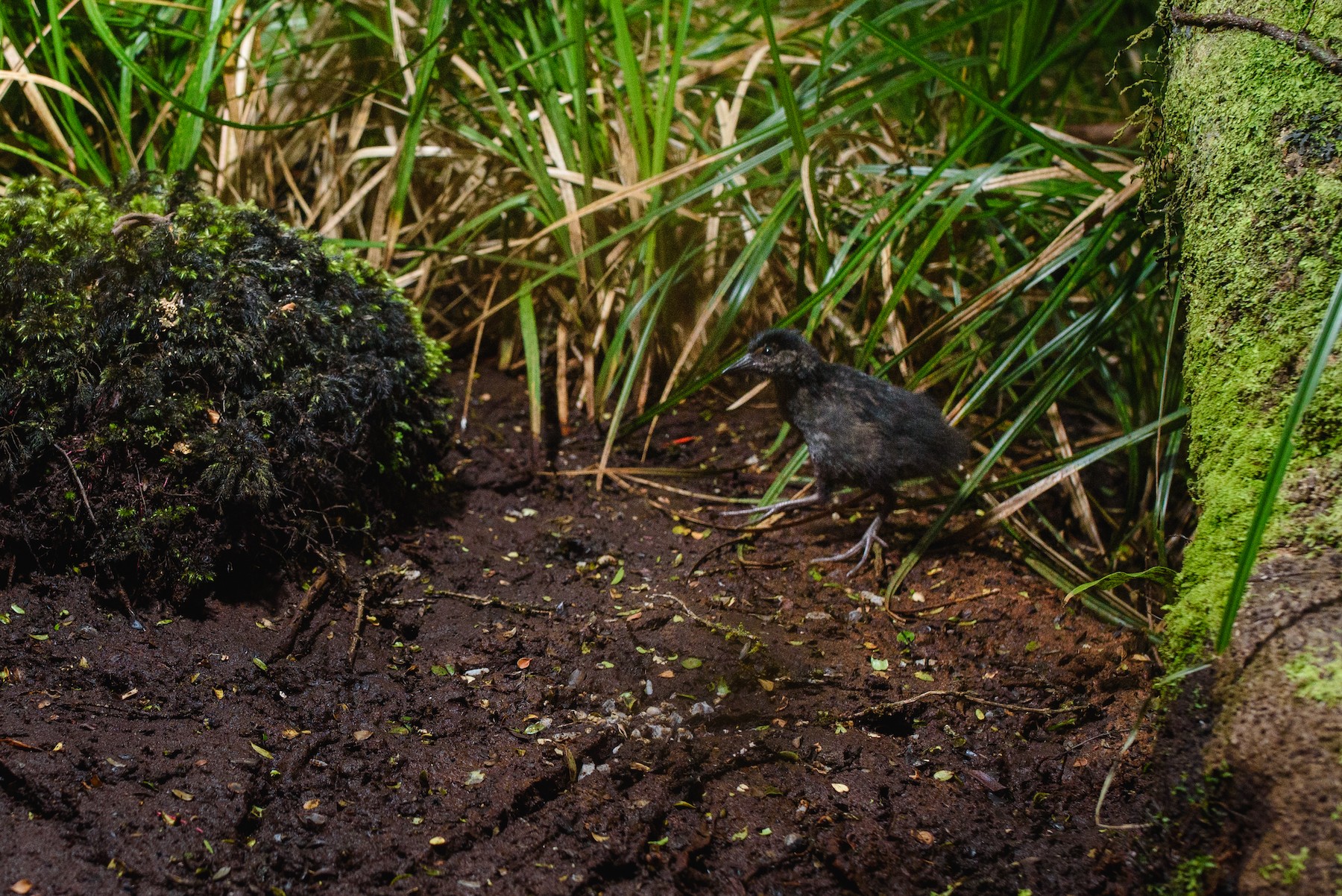 Auckland Islands Rail eBird