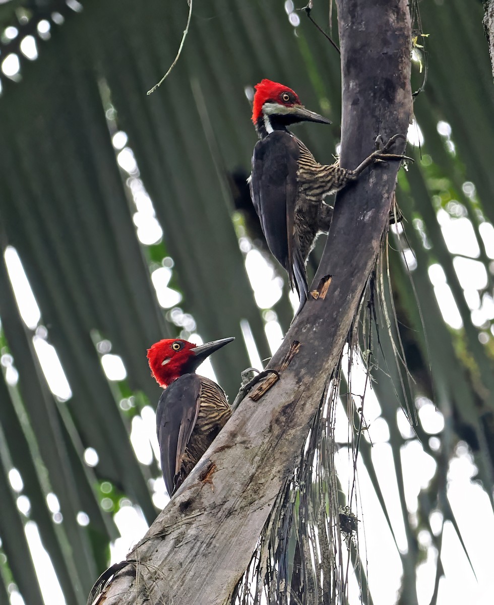 Guayaquil Woodpecker - ML615031132