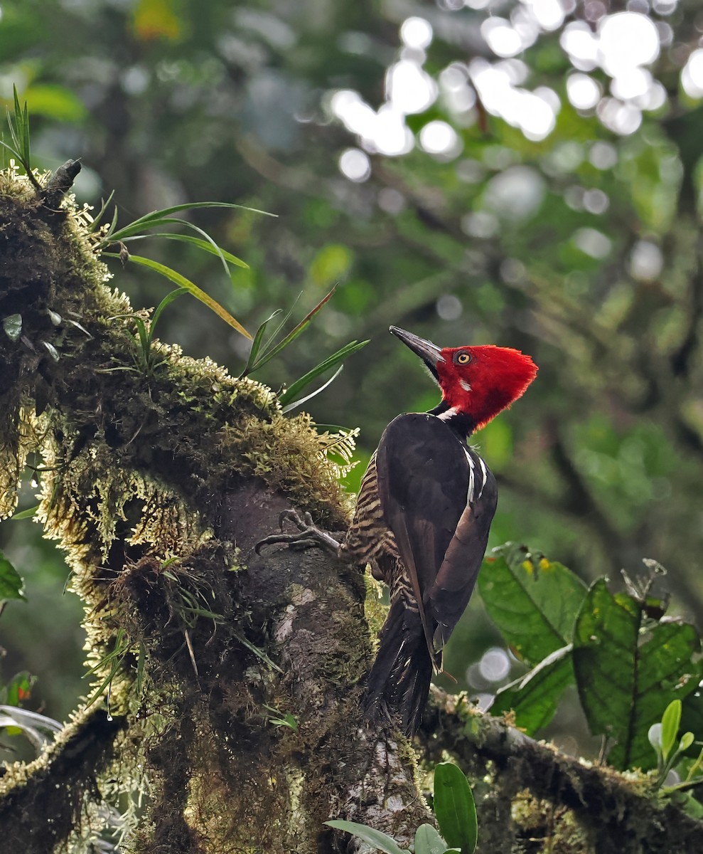 Guayaquil Woodpecker - ML615031135