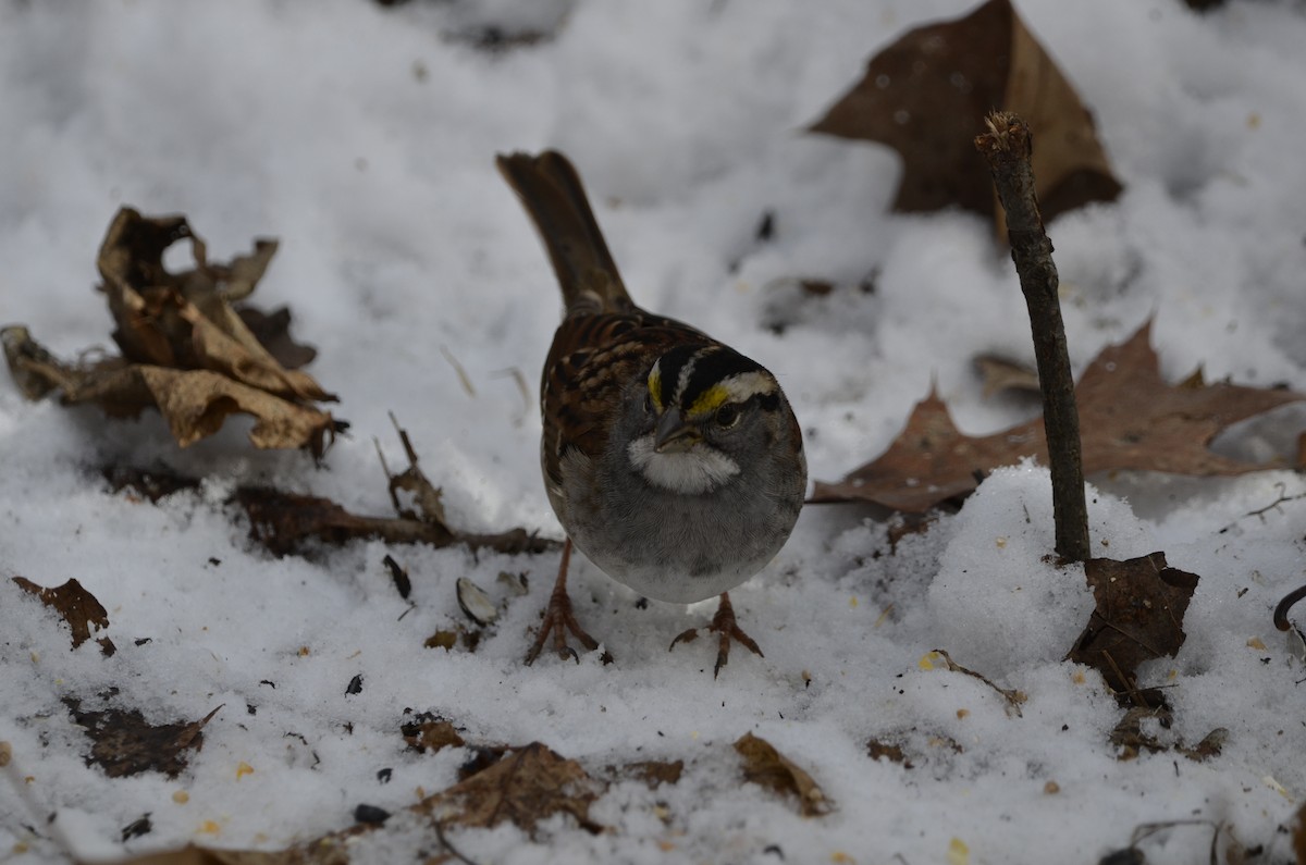 White-throated Sparrow - ML615031228