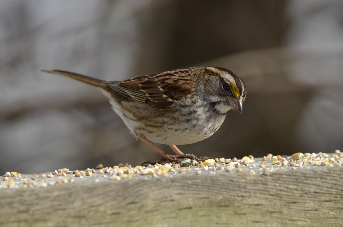 White-throated Sparrow - ML615031263