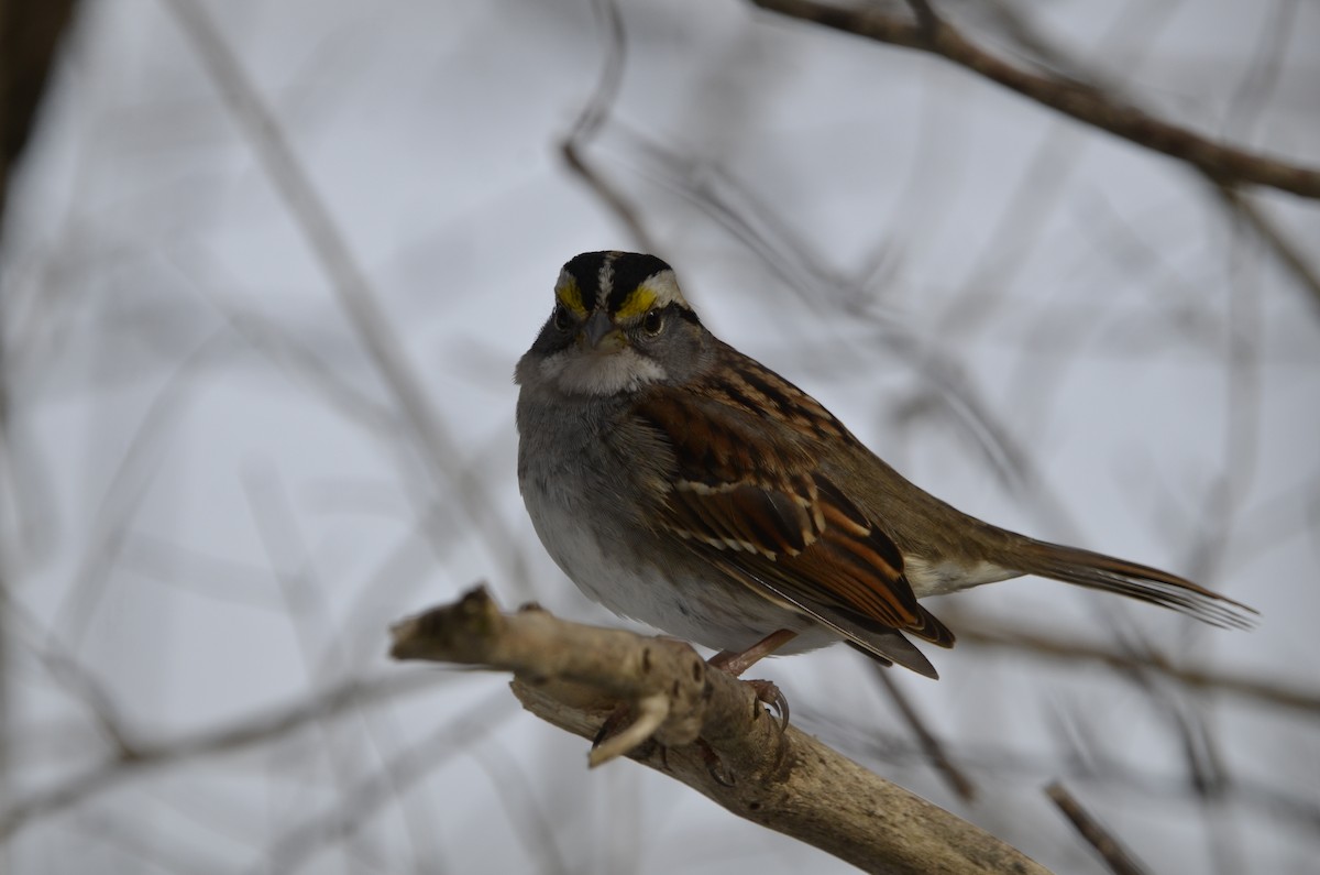 White-throated Sparrow - ML615031271