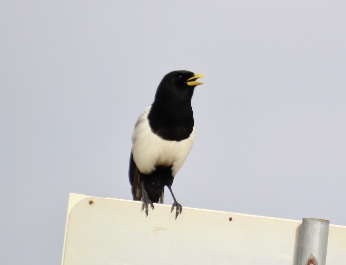 Yellow-billed Magpie - Petra Clayton