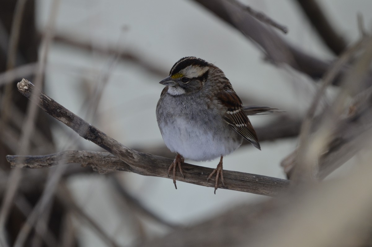White-throated Sparrow - Sharon Freeman
