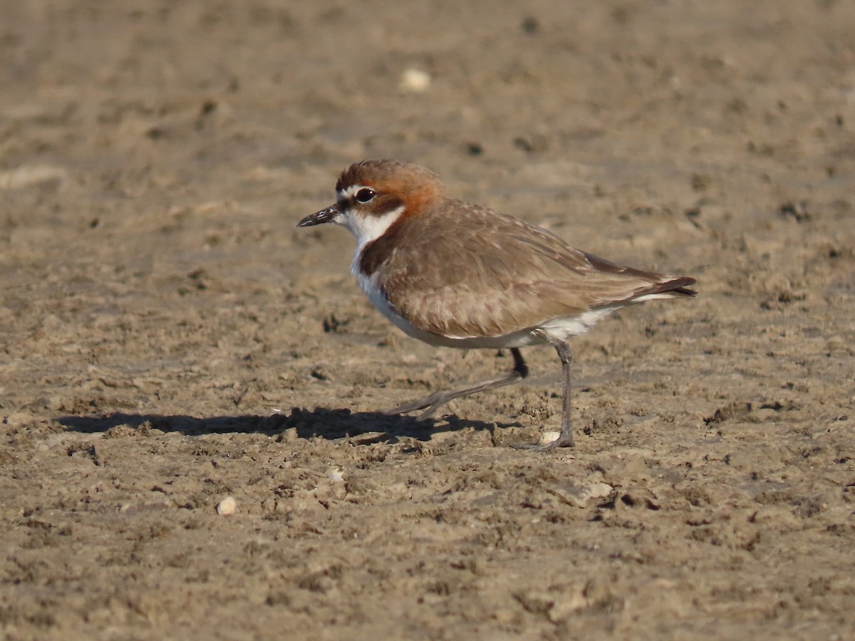 Red-capped Plover - ML615031296