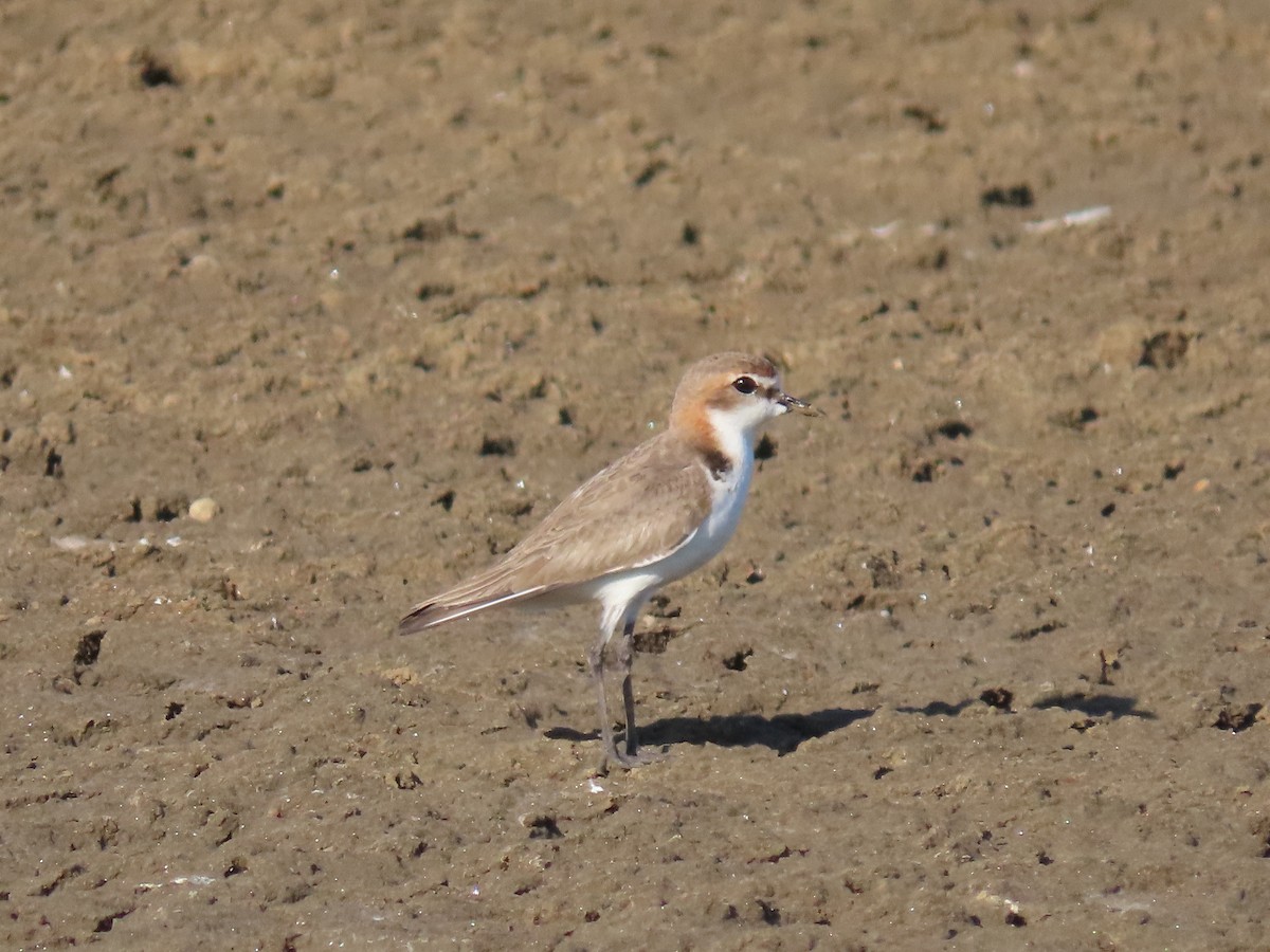 Red-capped Plover - ML615031297