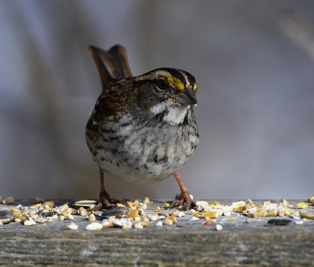 White-throated Sparrow - ML615031314