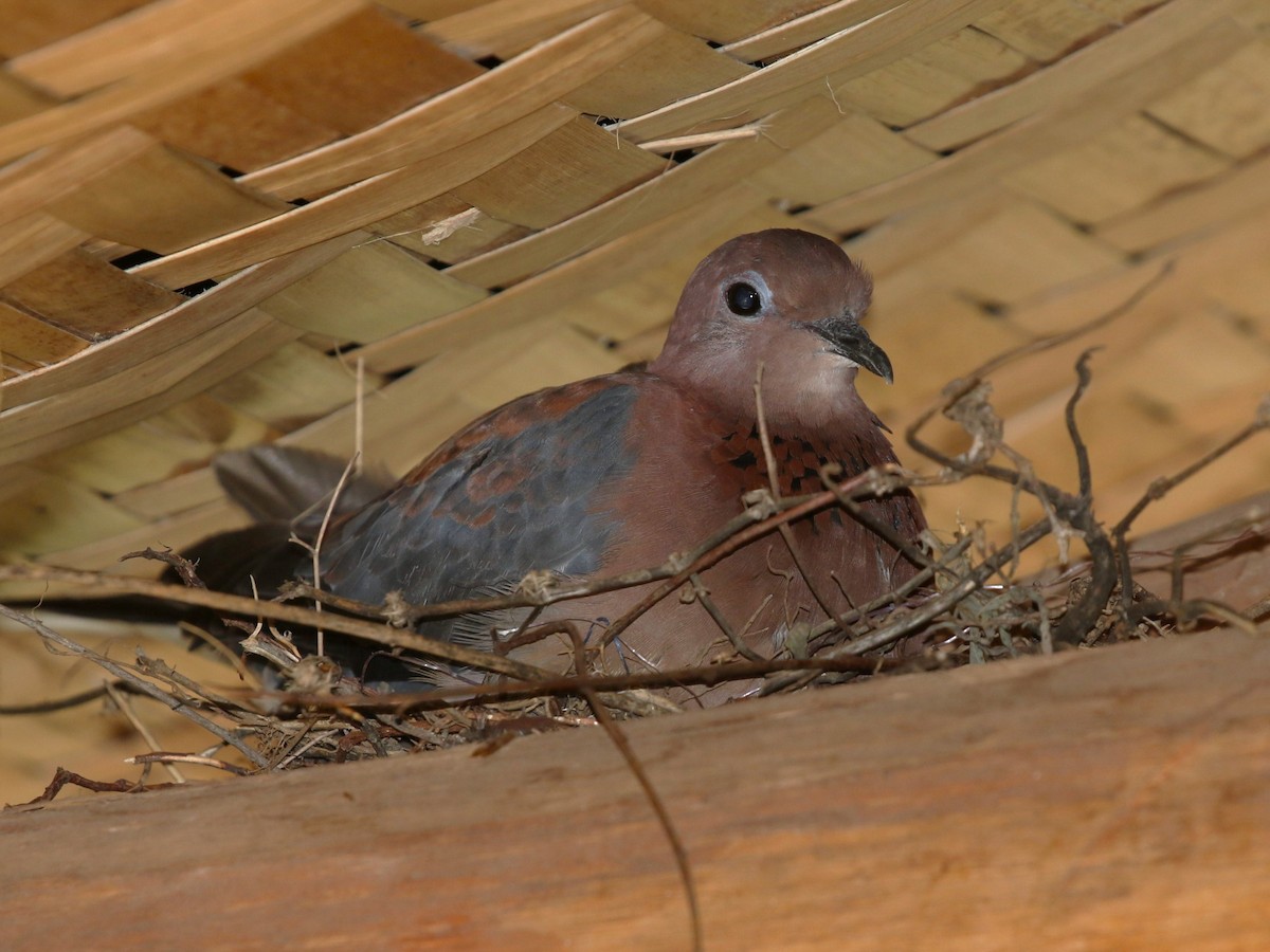 Laughing Dove - ML615031477