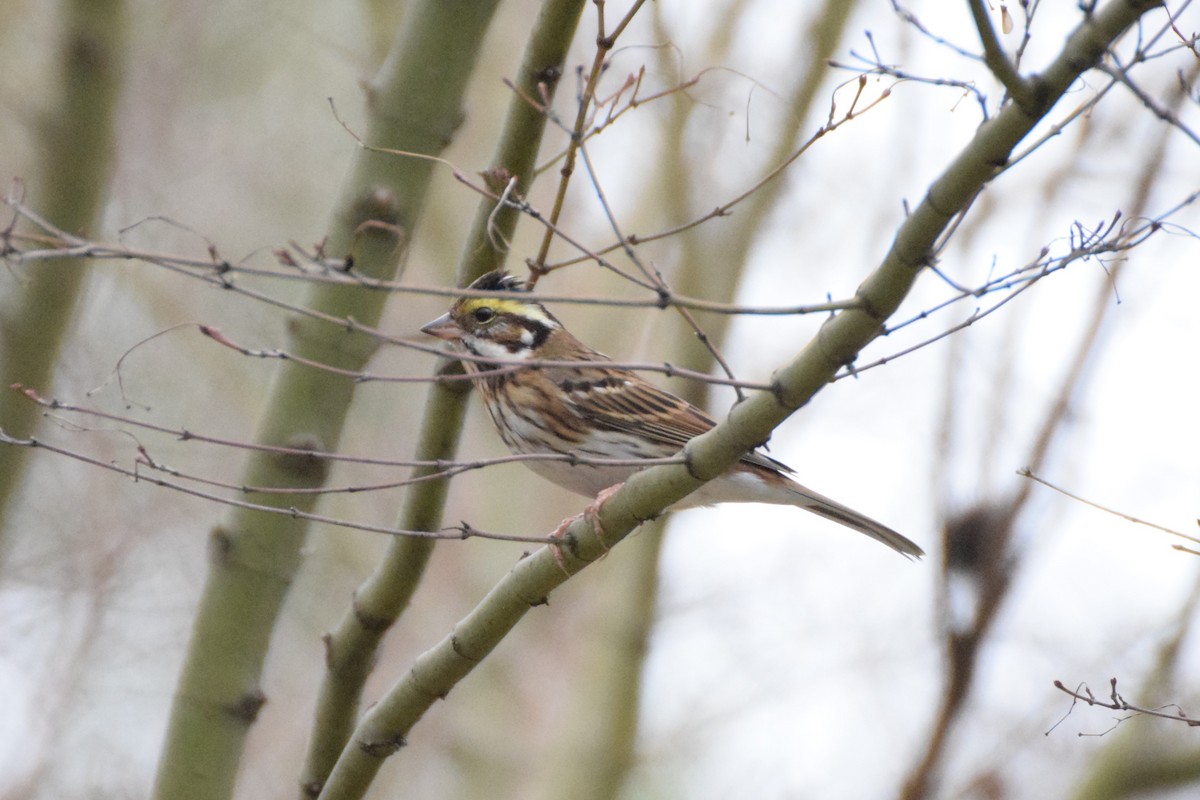 Yellow-browed Bunting - ML615031486