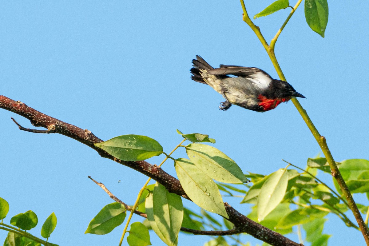 Gray-sided Flowerpecker (Gray-sided) - Vincent Romera
