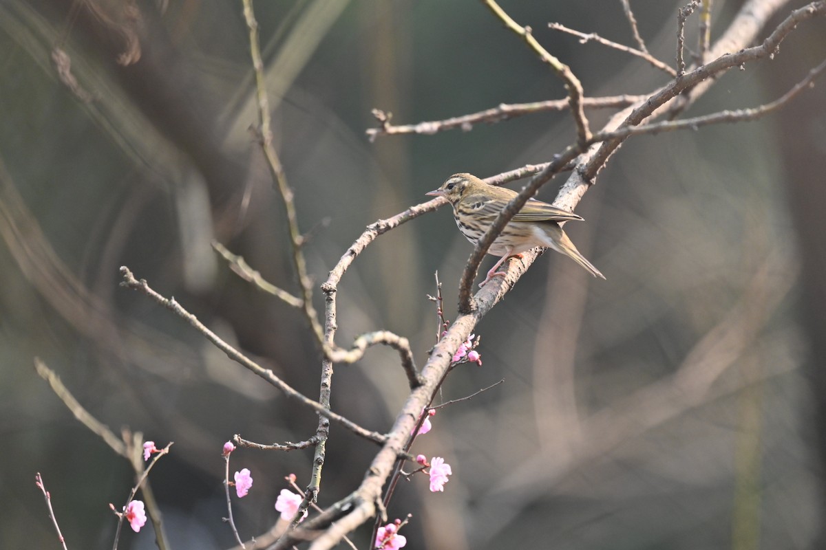 Olive-backed Pipit - ML615032039