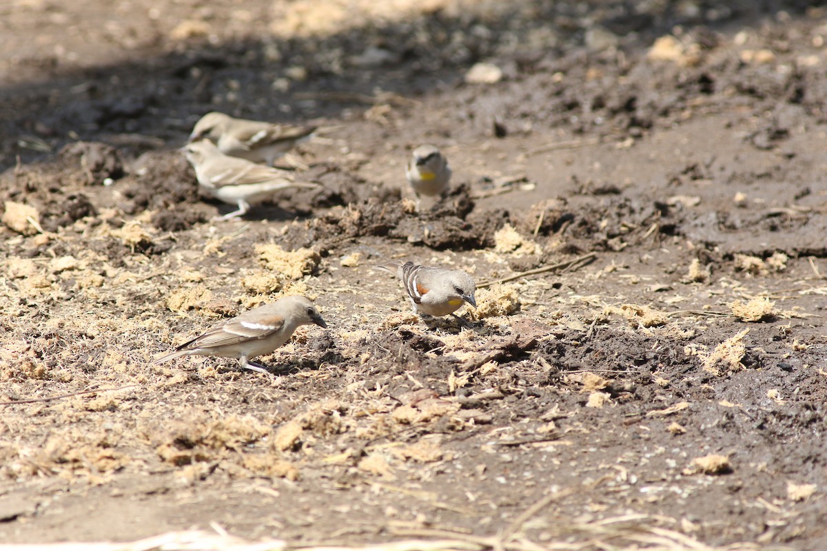 Yellow-throated Sparrow - ML615032148